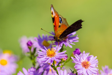Peacock butterfly, inachis io, on wild purple flower meadow