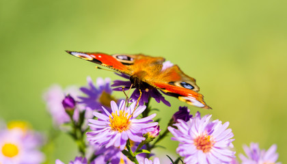 Peacock butterfly, inachis io, on wild purple flower meadow