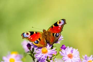 Peacock butterfly, inachis io, on wild purple flower meadow