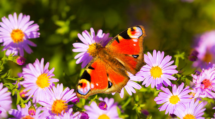 Peacock butterfly, inachis io, on wild purple flower meadow