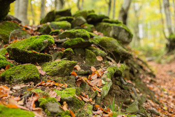 Pile of stones covered with moss