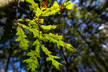 autumn oak leaves