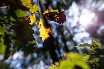 autumn oak leaves