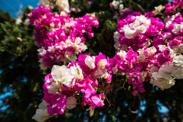 Pink and white flowers