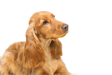 Beautiful young cocker spaniel