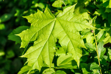 Fototapeta na wymiar Green maple leaf
