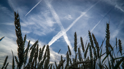 Blauer Himmel mit Kondensstreifen und Korn im Vordergrund