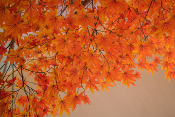 Japan red maple leaves