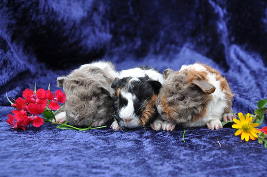 Cochon D Inde Images Browse 102 Stock Photos Vectors And Video Adobe Stock