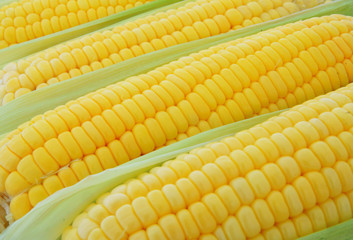 Corn ears