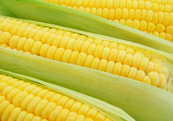 Corn ears