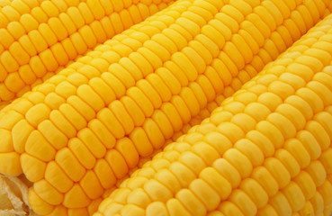 Yellow sweet corn ears as background