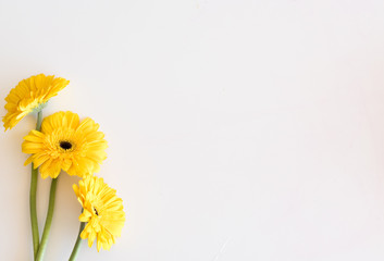 High angle view of three yellow gerberas on white table - nature background