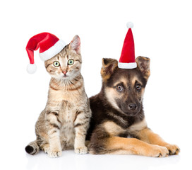dog and cat in red christmas hats looking at camera. isolated on white