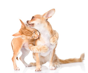 Maine coon cat biting Chihuahua puppy. isolated on white 