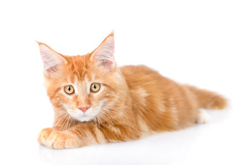 Sad maine coon cat lying in front view. isolated on white 
