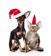 devon rex cat and toy-terrier puppy sitting together in red santa hats. isolated on white