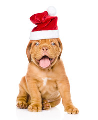 Bordeaux puppy dog  in red  christmas hat  sitting in front. isolated on white