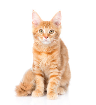 maine coon cat sitting in front view. isolated on white background