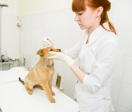 veterinarian dripping drops to the puppy eye in clinic