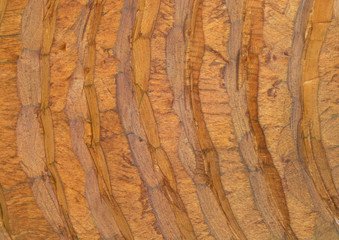Wood texture. Lining boards wall. Wooden background pattern. Showing growth rings. Orange Colour