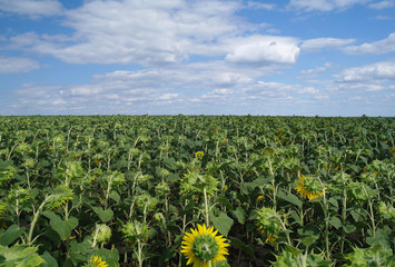 Fototapeta na wymiar sunflower field and cloudy sky