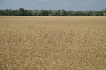 wheat field