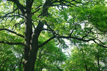 Sunny morning in a forest glade