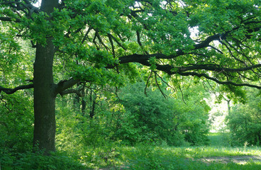 Sunny morning in a forest glade