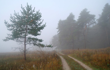 country road in autumn in the mist