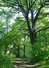 Sunny morning in a forest glade