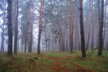 Pines in the forest with misty morning