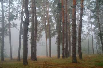 Pines in the forest with misty morning