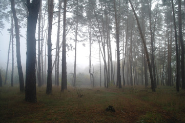 Fototapeta premium Pines in the forest with misty morning
