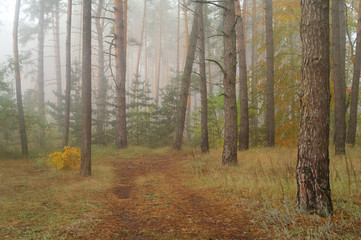 Pines in the forest with misty morning
