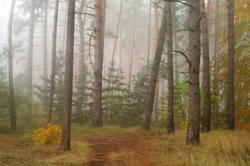 autumn forest with misty morning