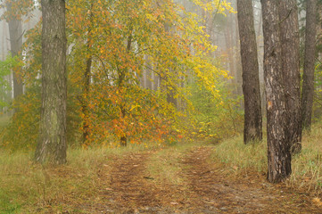 autumn forest with misty morning