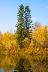 Fototapeta na wymiar Two tall fir trees in autumn forest on the lake 