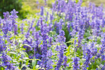 Closeup image of violet lavender flowers in the field in park.