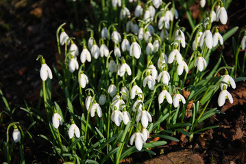 Shiny group of snowdrops