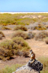 Cute brown squirrel on the rock with sea and beach background.