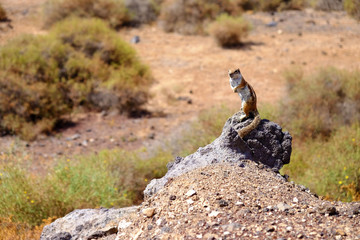 Cute brown squirrel on the rock.