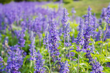 Closeup image of violet lavender flowers in the field in park.