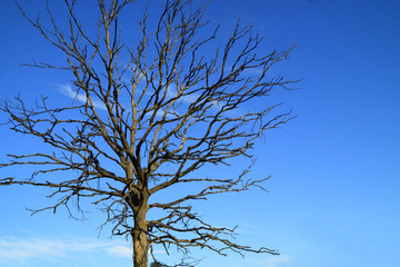 Fototapeta na wymiar Dead oak tree with dry branches