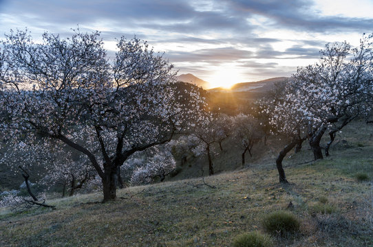 Amanecer en campo de almendros en Guaro, pueblo de M&aacute;laga