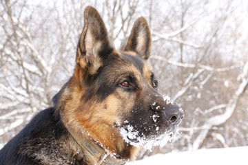 Dog german shepherd in a winter day