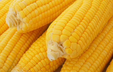 Yellow sweet corn ears as background