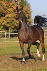 Brauner im Herbst auf der Koppel - Hochformat
