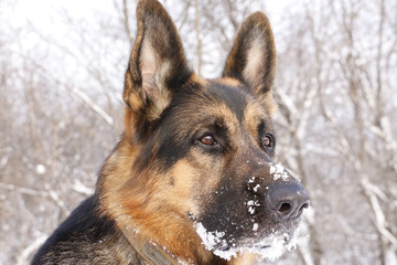 Dog german shepherd in a winter day