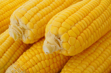 Ripe yellow sweet corn background
